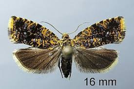 Attēlu rezultāti vaicājumam “Celypha siderana”