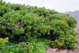 Attēlu rezultāti vaicājumam “Pinus pumila”