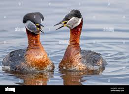 Attēlu rezultāti vaicājumam “Podiceps grisegena”