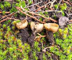 Attēlu rezultāti vaicājumam “Sowerbyella radiculata”