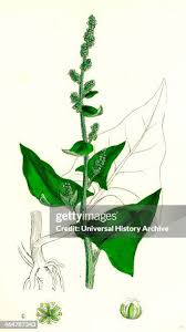 Attēlu rezultāti vaicājumam “Chenopodium bonus-henricus leaf”