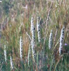 Attēlu rezultāti vaicājumam “Phleum phleoides”