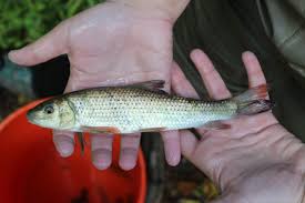 Image result for Minytrema melanops