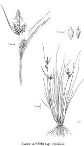 Attēlu rezultāti vaicājumam “Carex viridula”