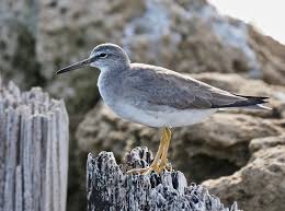 Image result for Tringa brevipes