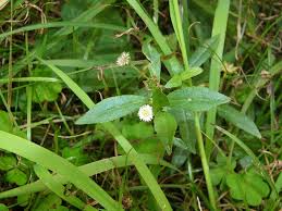 「タカスギ・サブロウタ」の画像検索結果