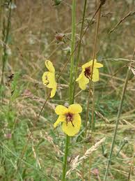 Image result for Verbascum blattaria