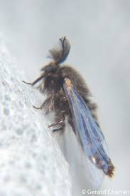 Attēlu rezultāti vaicājumam “Psychidae”