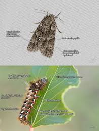 Attēlu rezultāti vaicājumam “Acronicta rumicis”