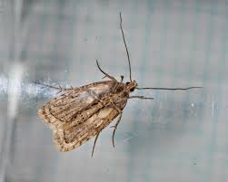 Attēlu rezultāti vaicājumam “Agonopterix heracliana”