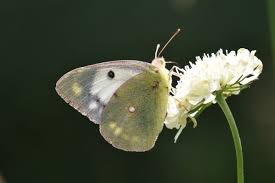 Attēlu rezultāti vaicājumam “Colias croceus”