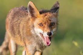 Attēlu rezultāti vaicājumam “Vulpes vulpes  adult”