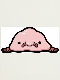 Image result for blobfish