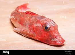 Image result for Chelidonichthys cuculus
