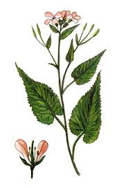 Attēlu rezultāti vaicājumam “Lunaria rediviva”