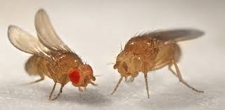 Attēlu rezultāti vaicājumam “Drosophila melanogaster”