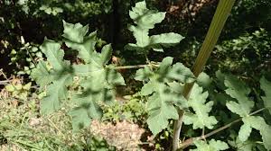 Attēlu rezultāti vaicājumam “Heracleum sphondylium subsp. sibiricum”