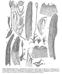 Attēlu rezultāti vaicājumam “Didymodon tophaceus sporophyte”