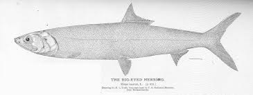 Image result for Elops saurus