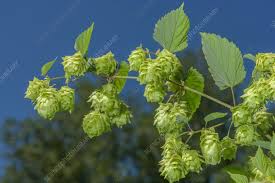 Attēlu rezultāti vaicājumam “Humulus lupulus fruit”