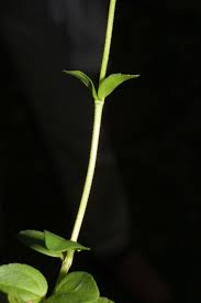 Attēlu rezultāti vaicājumam “Veronica serpyllifolia leaf”