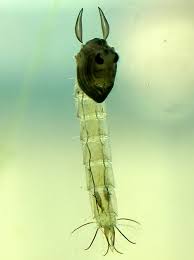 Attēlu rezultāti vaicājumam “Chironomidae larvae”