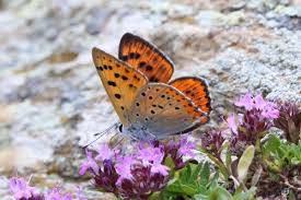 Attēlu rezultāti vaicājumam “Lycaena alciphron female”