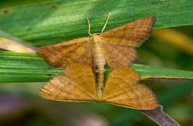 Attēlu rezultāti vaicājumam “Idaea serpentata”