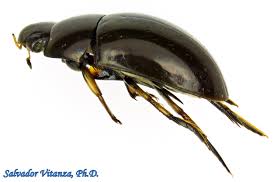 Attēlu rezultāti vaicājumam “Hydrophilidae”