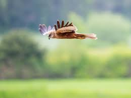 Attēlu rezultāti vaicājumam “Circus aeruginosus adult”