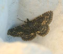 Attēlu rezultāti vaicājumam “Parascotia fuliginaria”