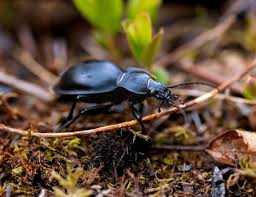 Attēlu rezultāti vaicājumam “Carabus glabratus”