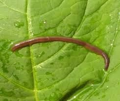 Attēlu rezultāti vaicājumam “Lumbricidae”