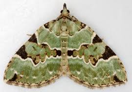 Attēlu rezultāti vaicājumam “Colostygia pectinataria”