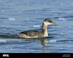 Attēlu rezultāti vaicājumam “Podiceps grisegena”