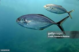 Image result for Caranx crysos