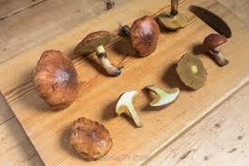 Attēlu rezultāti vaicājumam “Suillus luteus”