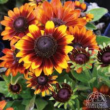 Attēlu rezultāti vaicājumam “Rudbeckia hirta var. hirta”