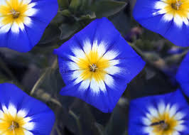 Image result for Convolvulus tricolor