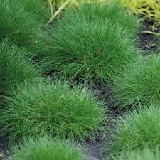 Attēlu rezultāti vaicājumam “Festuca ovina flower”