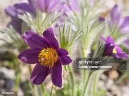 Image result for Kuhschelle