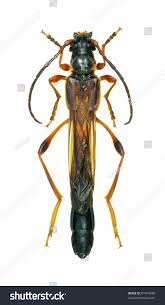 Attēlu rezultāti vaicājumam “Necydalis major”