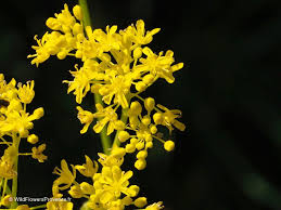 Attēlu rezultāti vaicājumam “Isatis tinctoria”