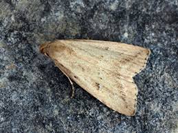 Attēlu rezultāti vaicājumam “Hypenodes humidalis”