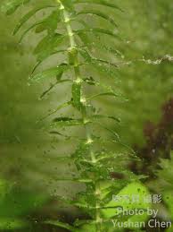 「水蘊草」的圖片搜尋結果