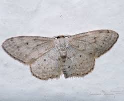 Attēlu rezultāti vaicājumam “Idaea seriata”