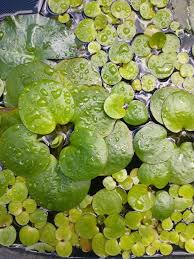 Attēlu rezultāti vaicājumam “Hydrocharitaceae”