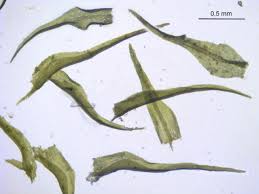 Attēlu rezultāti vaicājumam “Dicranella schreberiana”