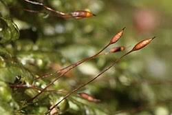 Attēlu rezultāti vaicājumam “Homalia trichomanoides”