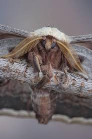 Attēlu rezultāti vaicājumam “Saturniidae”